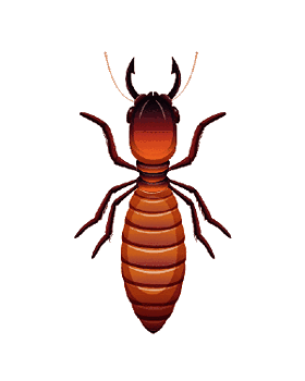 termites